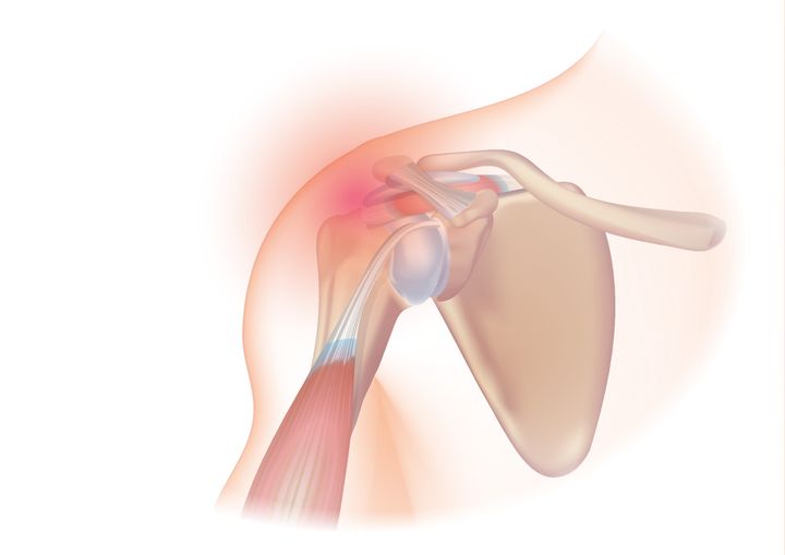 The Thrower’s Shoulder (Part 1): The Functional and Relevant Anatomy of the Shoulder Complex